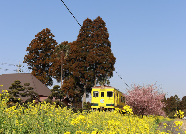 春色のいすみ鉄道の写真
