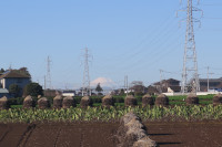 落花生畑と富士山の写真